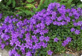 guided meditation for clarity and peace